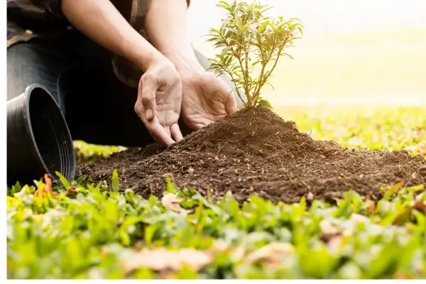 Criando um Jardim Sustentável e Produtivo com Agrofloresta