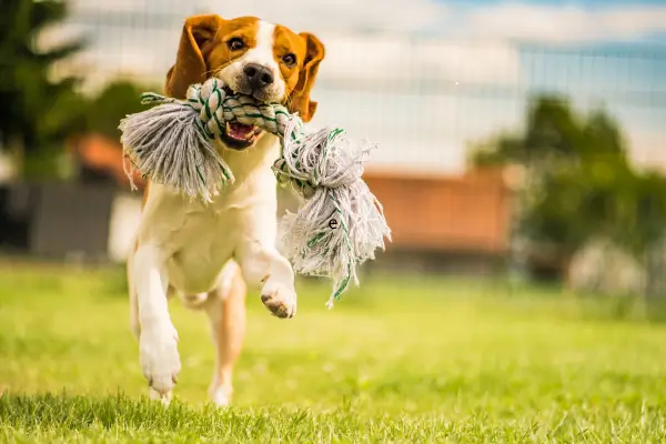 Utilize Resíduos Recicláveis e faça Brinquedos para Manter seu Pet Ativo e Feliz