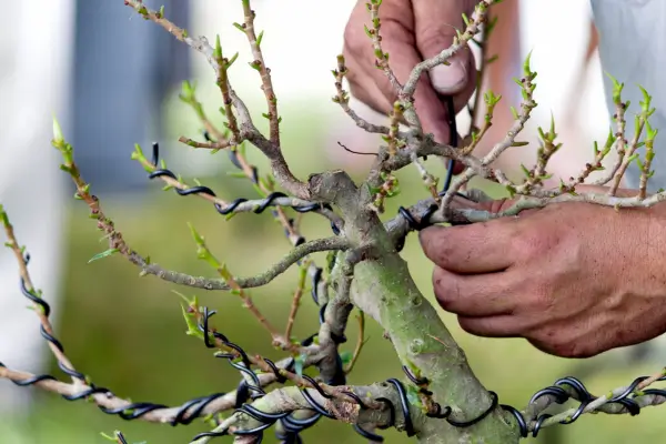 Como Cuidar de Bonsai: Guia Completo Para Iniciantes